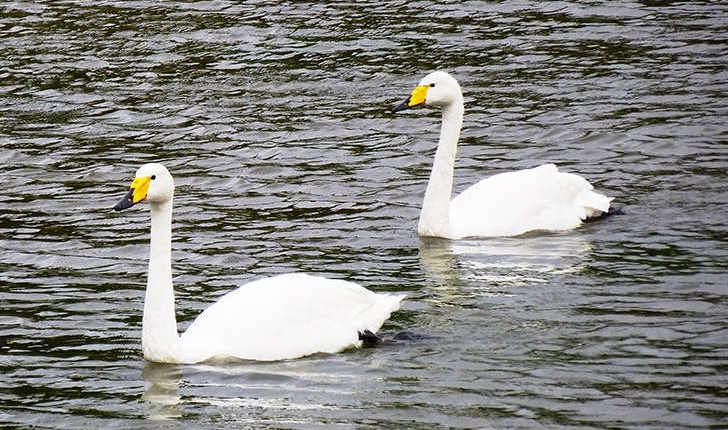 Cygnus cygnus (Linnaeus, 1758)