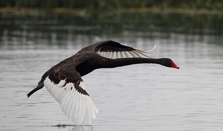 Cygnus atratus (Latham, 1790)