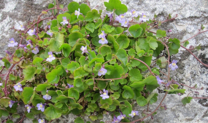 Cymbalaria muralis (G.Gaertn., B.Mey. & Scherb., 1800)