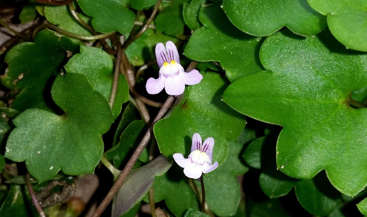 Cymbalaria muralis (G.Gaertn., B.Mey. & Scherb., 1800)