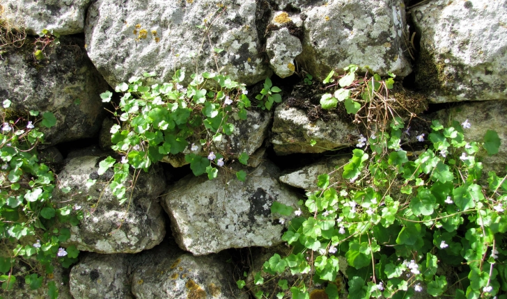 Cymbalaria muralis (G.Gaertn., B.Mey. & Scherb., 1800)