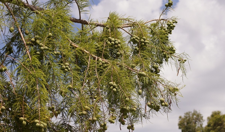 Taxodium distichum 