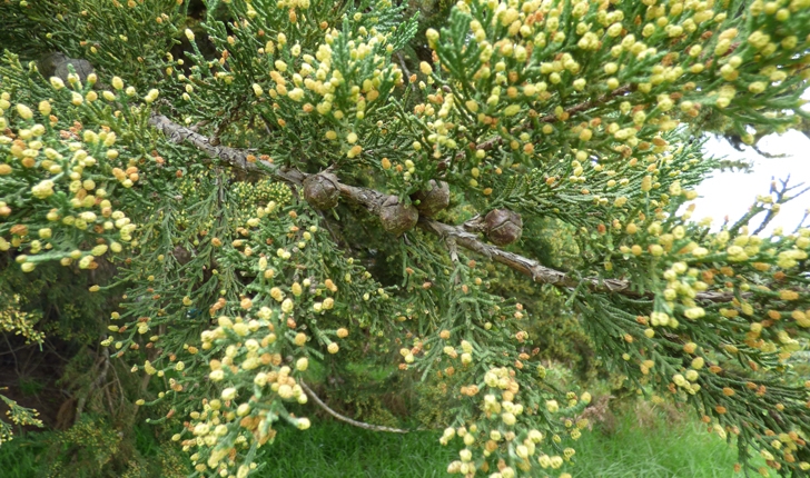 Cupressus macrocarpa Hartw. (ex Gord.)