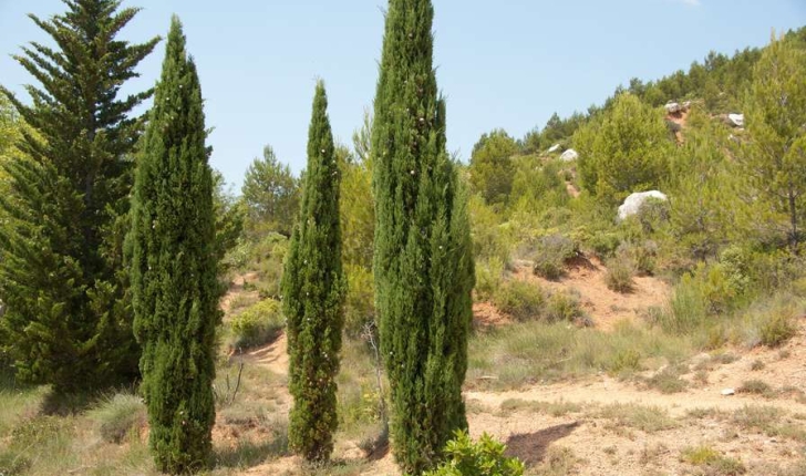 Cupressus sp
