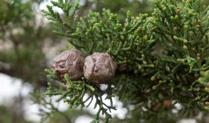 Cupressus sp