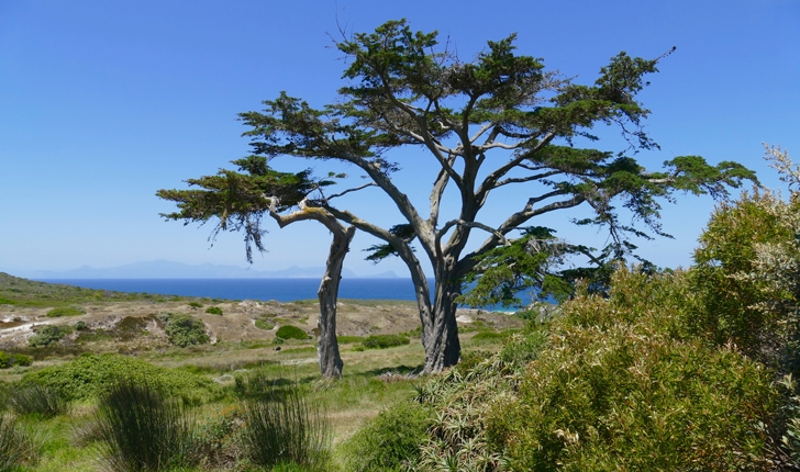 Cupressus macrocarpa Hartw. (ex Gord.)