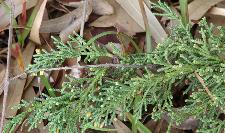 Cupressus macrocarpa Hartw. (ex Gord.)