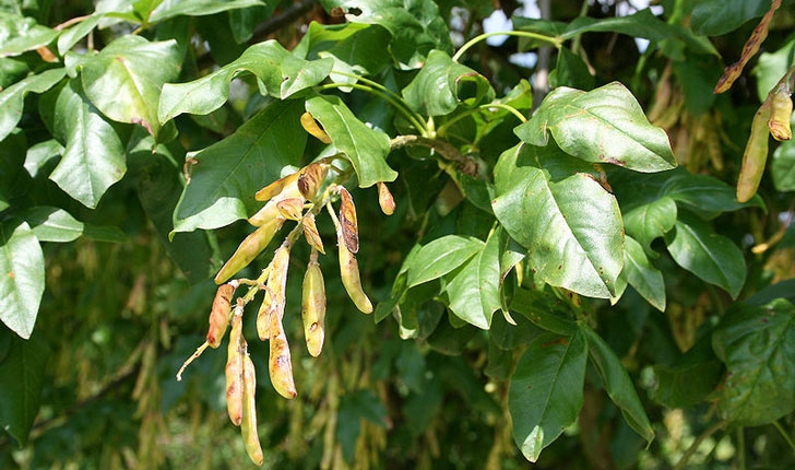 Laburnum alpinum