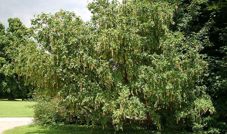 Laburnum alpinum