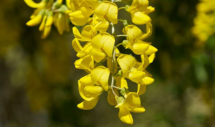 Laburnum alpinum