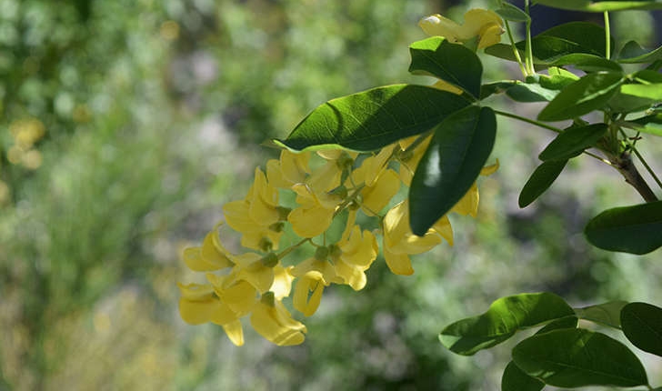 Laburnum anagyroides (Medik., 1787)