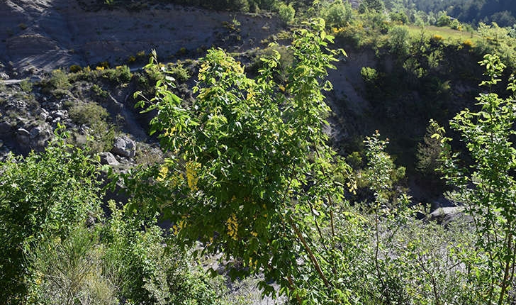 Laburnum anagyroides (Medik., 1787)