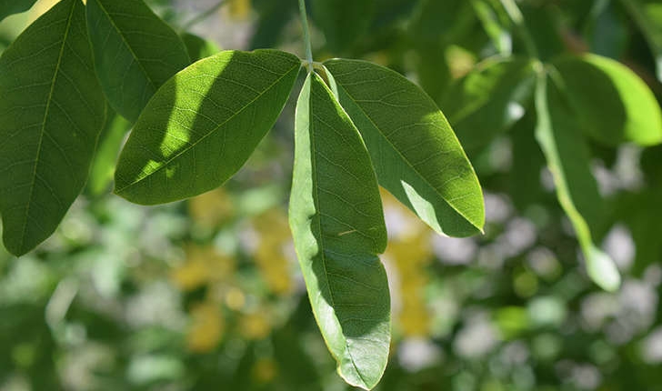 Laburnum anagyroides (Medik., 1787)