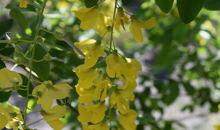 Laburnum anagyroides (Medik., 1787)