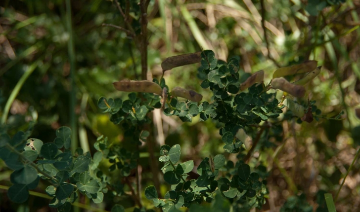 Cytisophyllum sessilifolium (O. Lang, 1843)