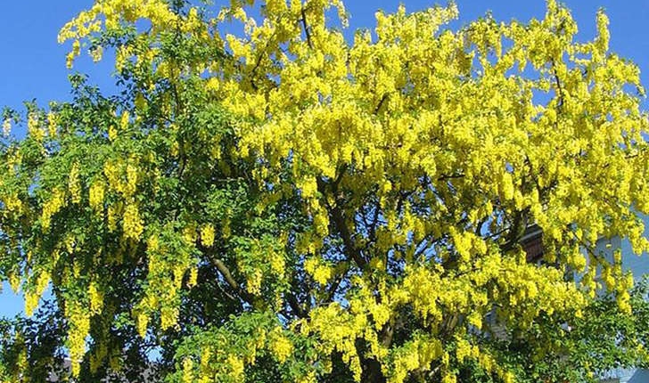 Laburnum anagyroides (Medik., 1787)