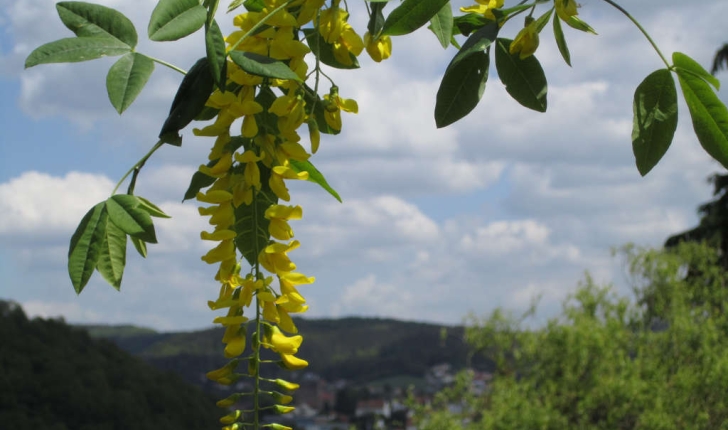 Laburnum anagyroides (Medik., 1787)