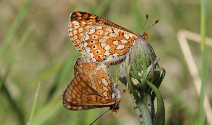 Euphydryas aurinia (Rottemburg, 1775)
