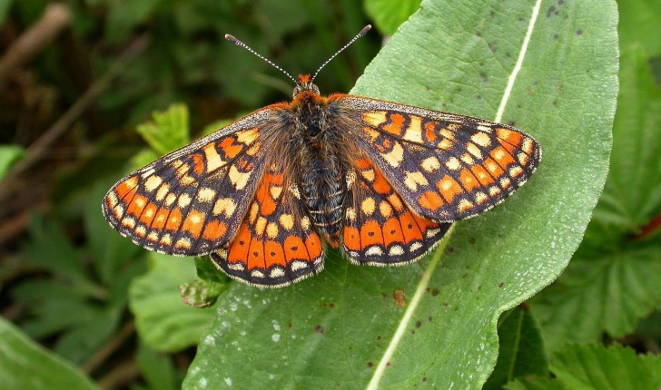 Euphydryas aurinia (Rottemburg, 1775)
