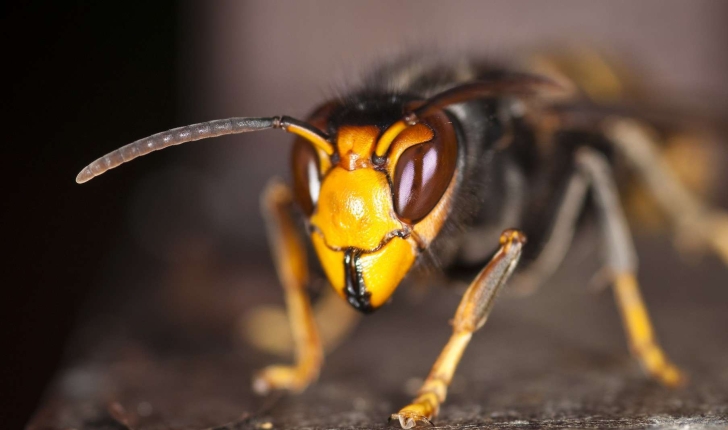 Vespa velutina (Lepeletier, 1836)