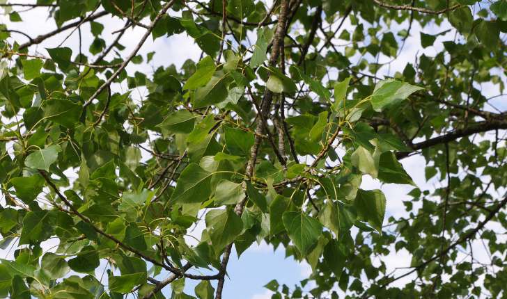 Populus nigra (L.1753)