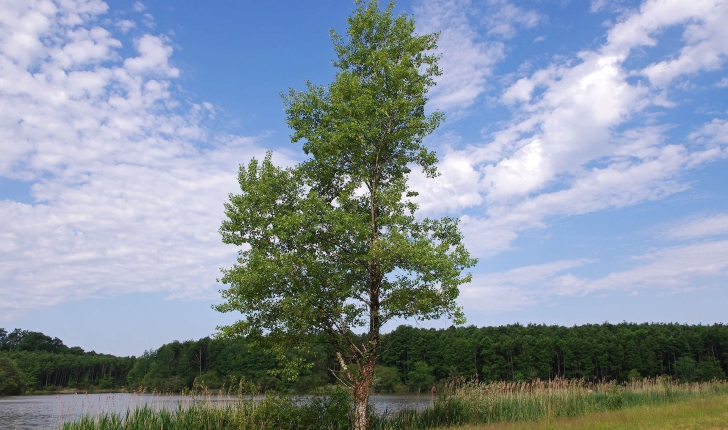 Populus nigra (L.1753)