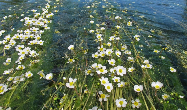 ranunculus aqualis (L., 1753)