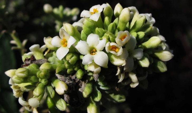 Daphne gnidium (l.,1753)