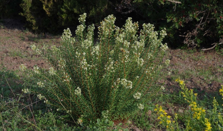 Daphne gnidium (l.,1753)