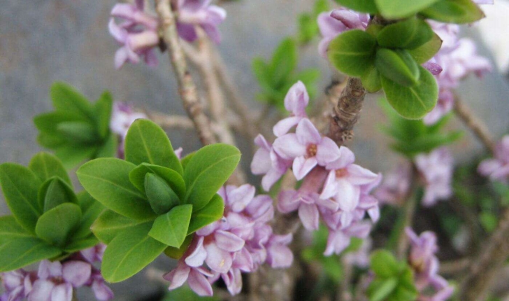 Daphne mezereum L. 