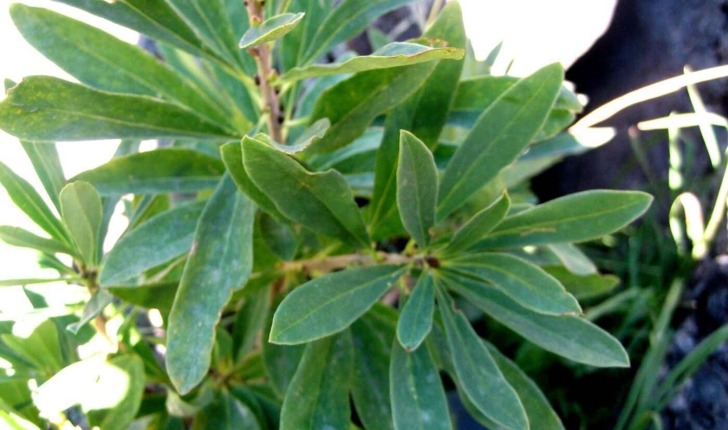 Daphne mezereum L. 