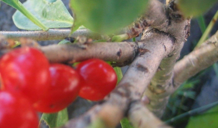 Daphne mezereum L. 