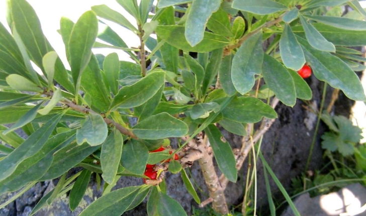 Daphne mezereum L. 