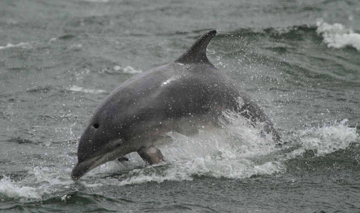 Tursiops truncatus (Montagu, 1821)