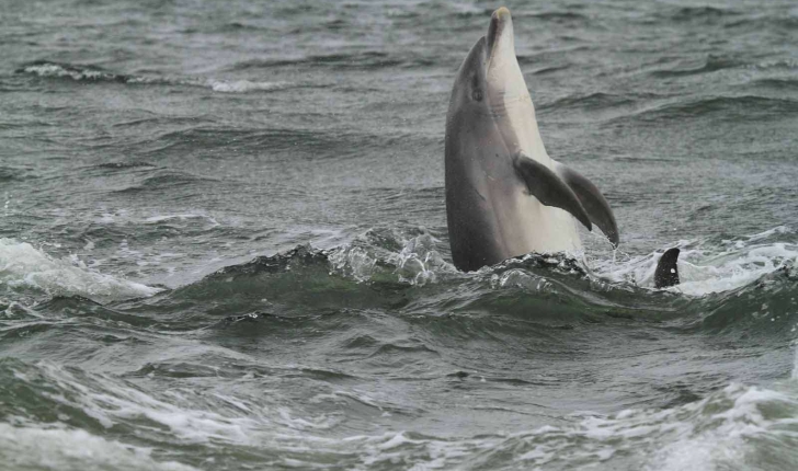 Tursiops truncatus (Montagu, 1821)