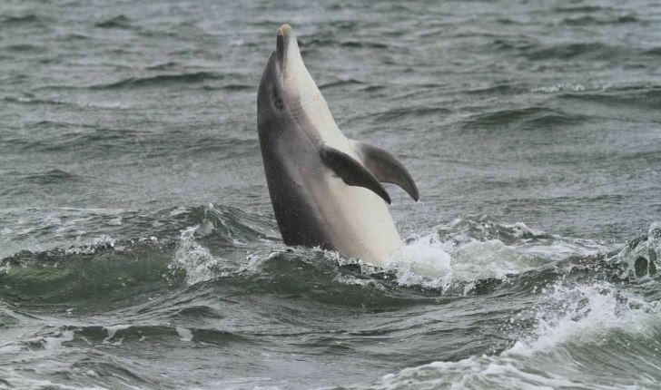 Tursiops truncatus (Montagu, 1821)