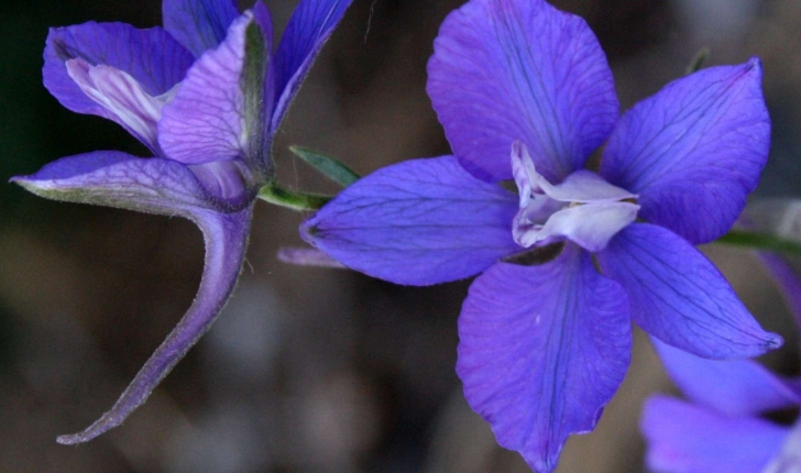 Dauphinelle fendue fleur