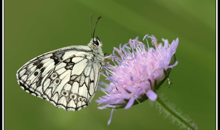 Melanargia galathea (Linnaeus, 1758)