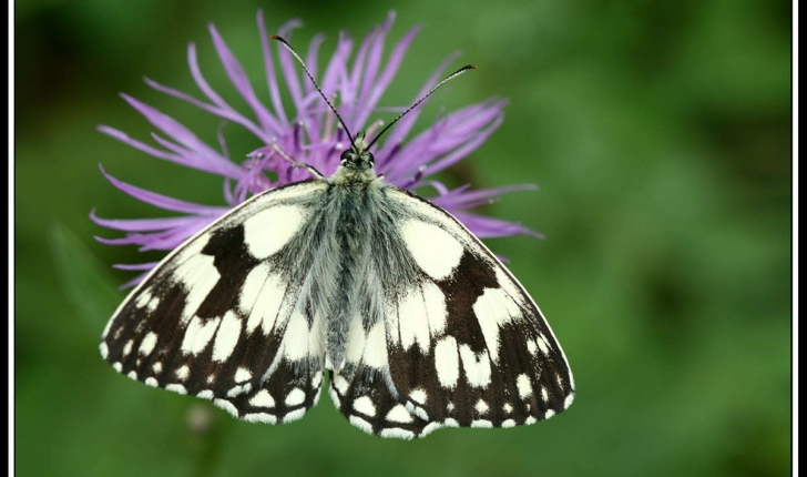 Melanargia galathea (Linnaeus, 1758)