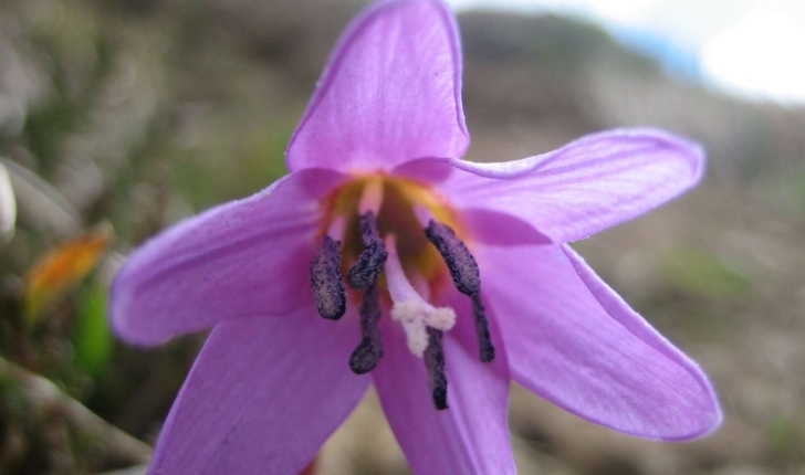 Erythronium dens-canis L.