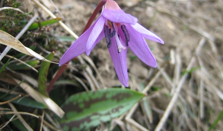 Erythronium dens-canis L.