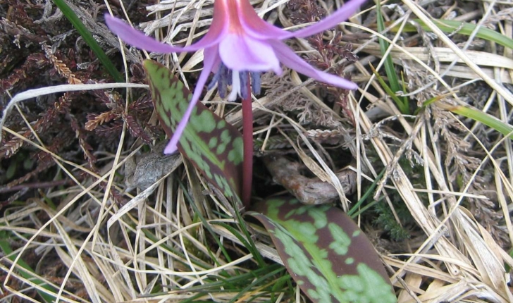 Erythronium dens-canis L.