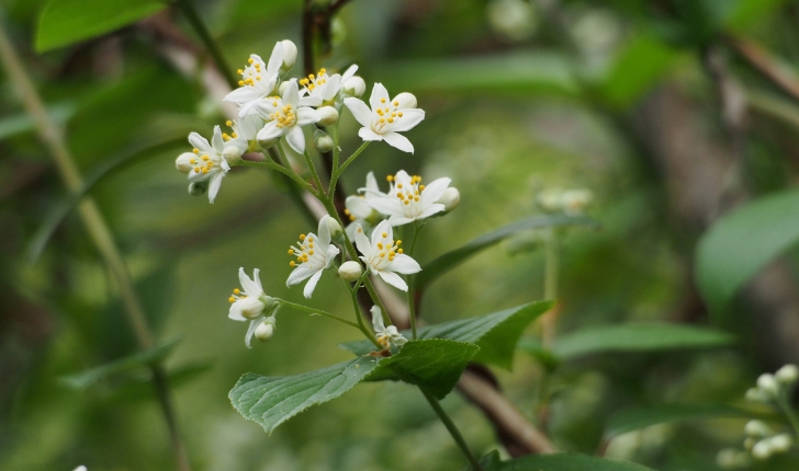 Deutzia scabra, Thunb. 1781