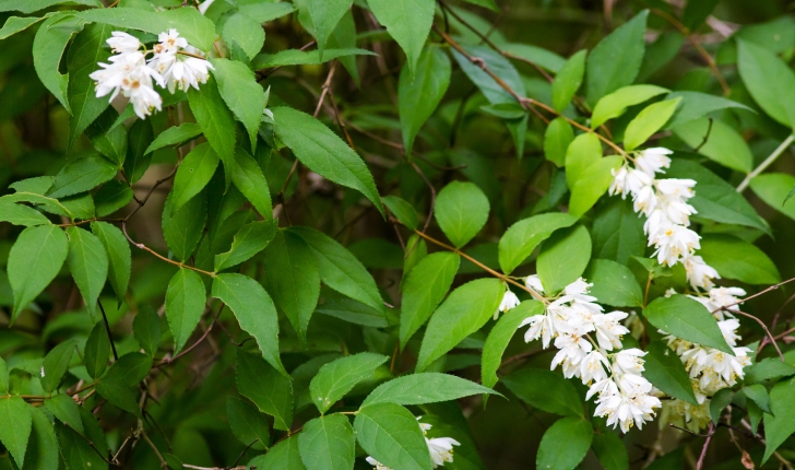 Deutzia scabra, Thunb. 1781
