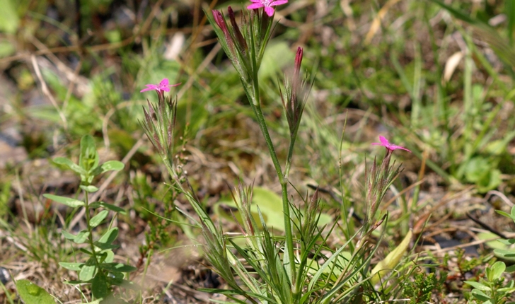 Dianthus armeria