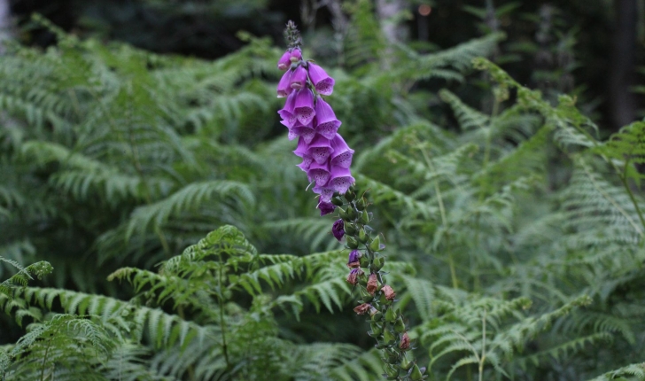 Digitalis purpurea L.