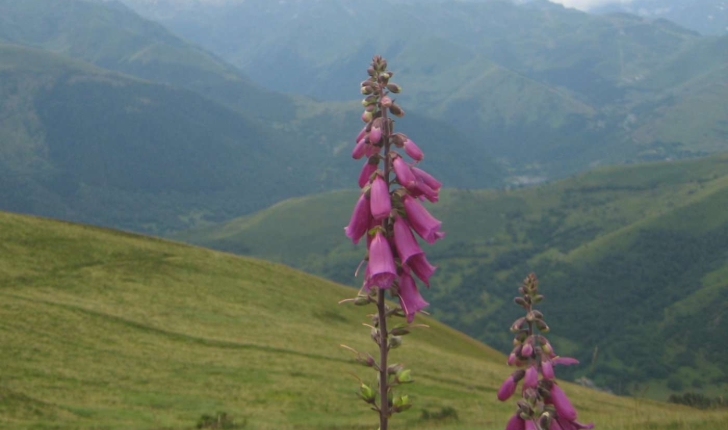 Digitalis purpurea L.