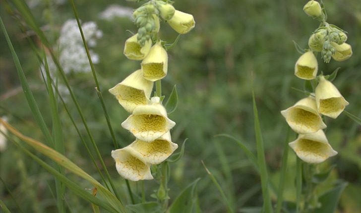 Digitalis lutea