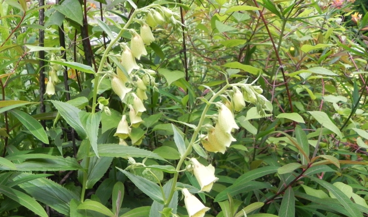 Digitalis lutea