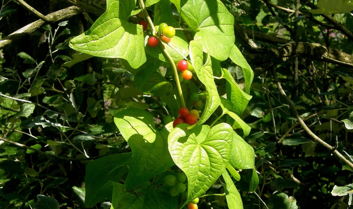Dioscorea comunis (L.)